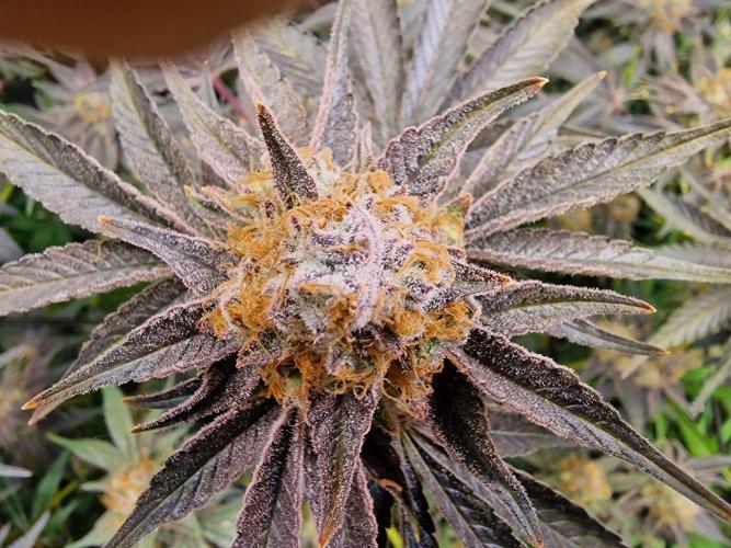 The Experiment. Week 16 - Peyote Critical 