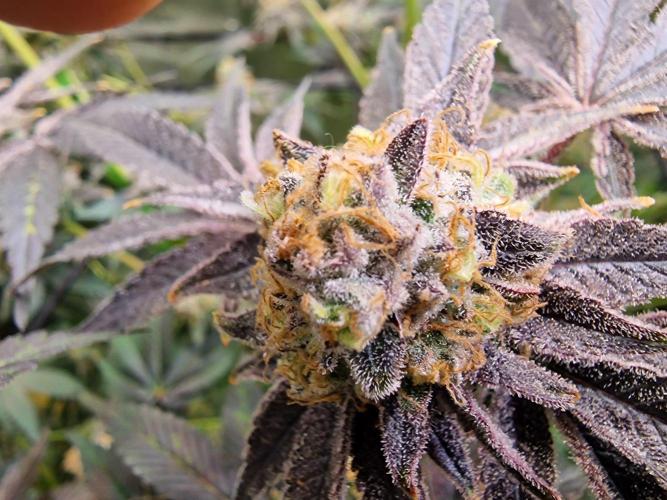 The Experiment. Week 16 - Peyote Critical 