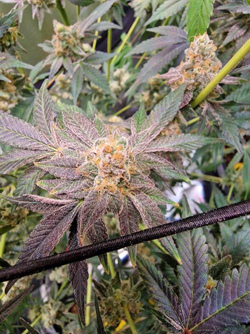 The Experiment. Week 16 - Lemon Shining Silver Haze 