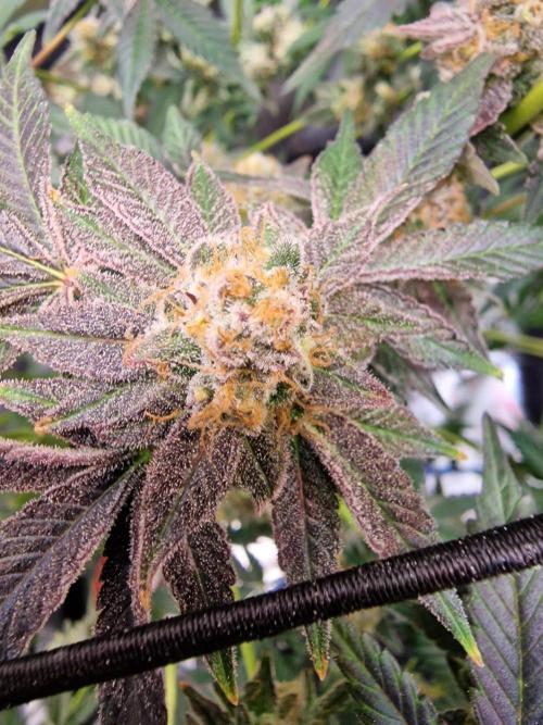 The Experiment. Week 16 - Lemon Shining Silver Haze 