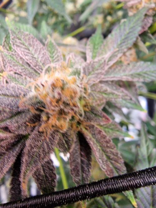 The Experiment. Week 16 - Lemon Shining Silver Haze 