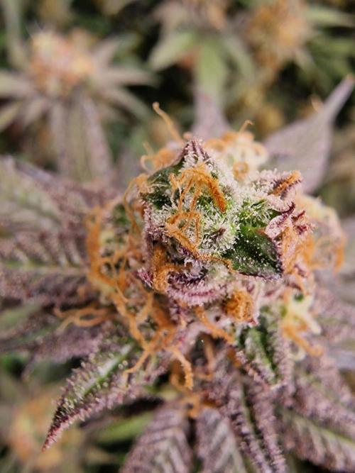 The Experiment. Week 16 - Lemon Shining Silver Haze 