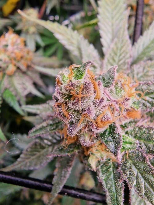 The Experiment. Week 16 - Lemon Shining Silver Haze 