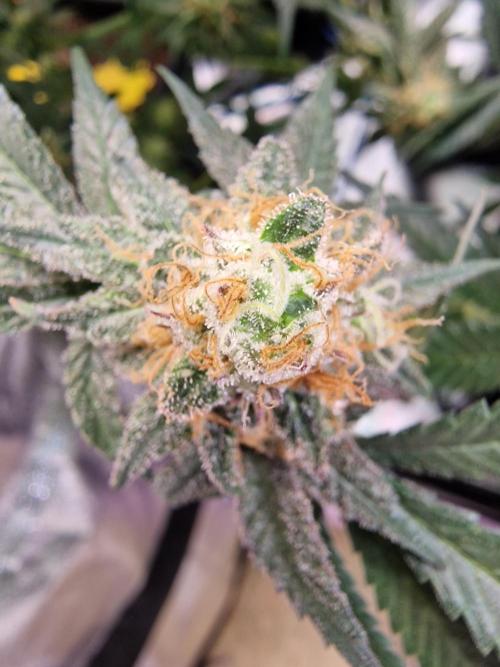 The Experiment. Week 16 - Lemon Shining Silver Haze 