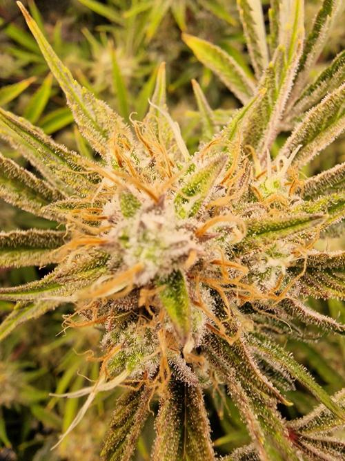 The Experiment. Week 16 - Runtz