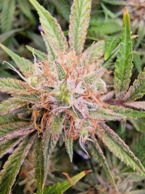 The Experiment. Week 16 - Runtz 