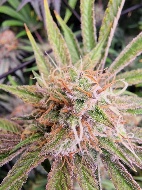 The Experiment. Week 16 - Runtz 