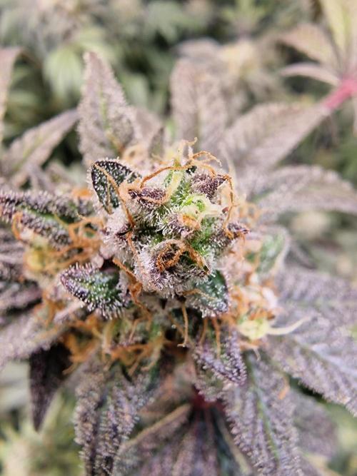 The Experiment. Week 16 - Green Gelato 