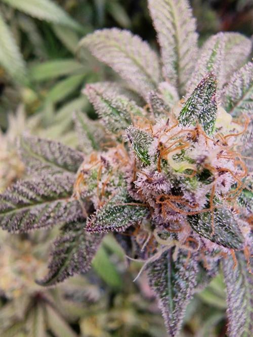 The Experiment. Week 16 - Green Gelato 