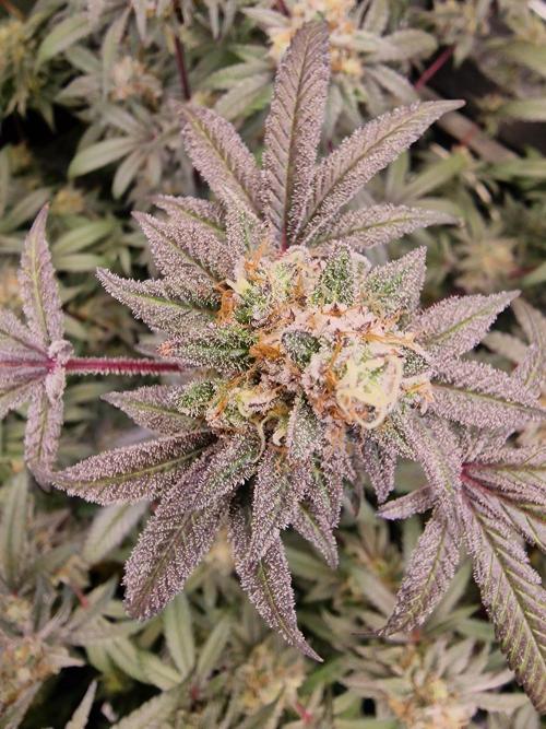 The Experiment. Week 16 - Green Gelato 