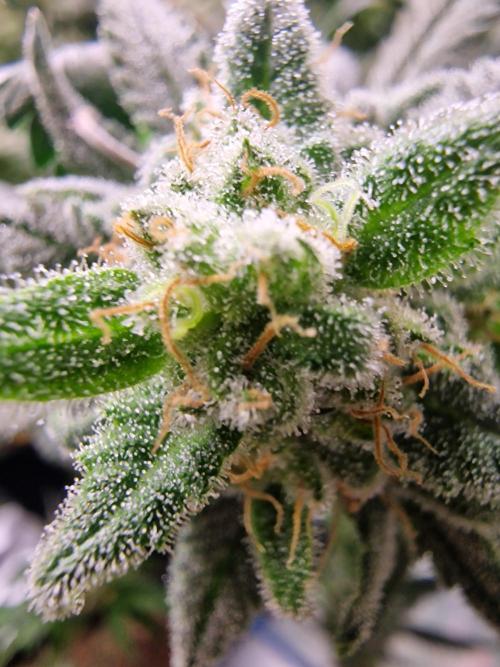 The Experiment. Week 16 - Sweet ZZ 