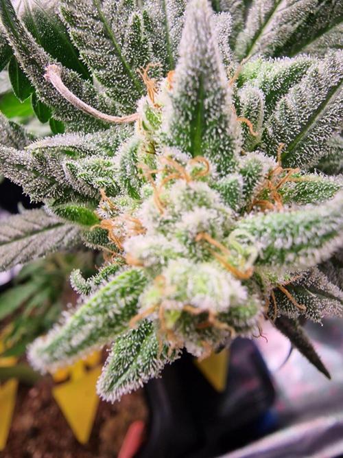 The Experiment. Week 16 - Sweet ZZ 