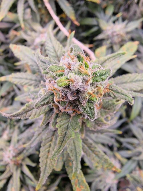 The Experiment. Week 16 - Sweet ZZ 