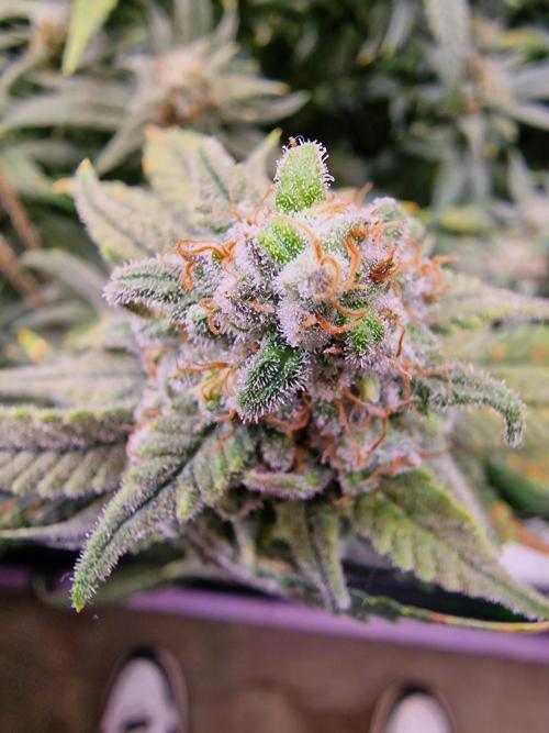 The Experiment. Week 16 - Sweet ZZ 