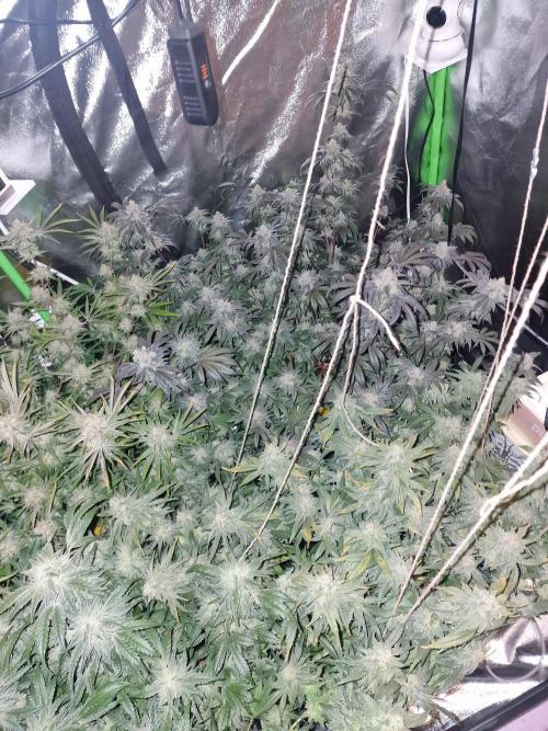 The Experiment. Week 16 - Night Shots