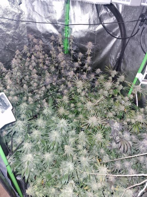 The Experiment. Week 16 - Night Shops 