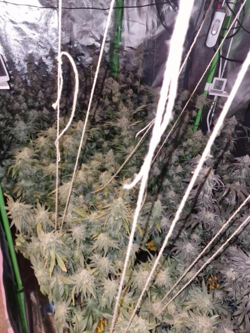 The Experiment. Week 16 - Night Shots