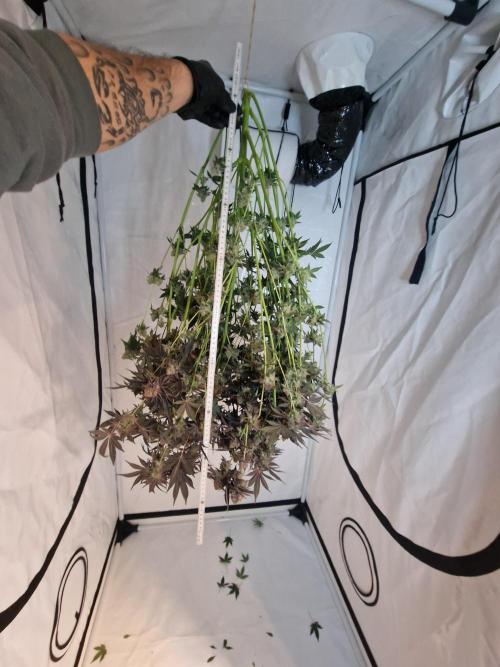 The Experiment. Week 17