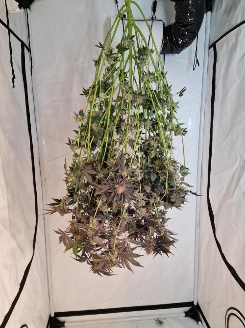 The Experiment. Week 17