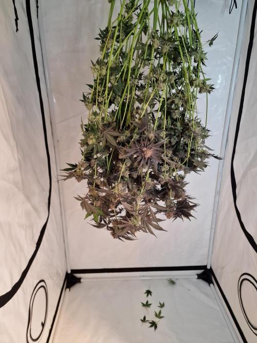 The Experiment. Week 17