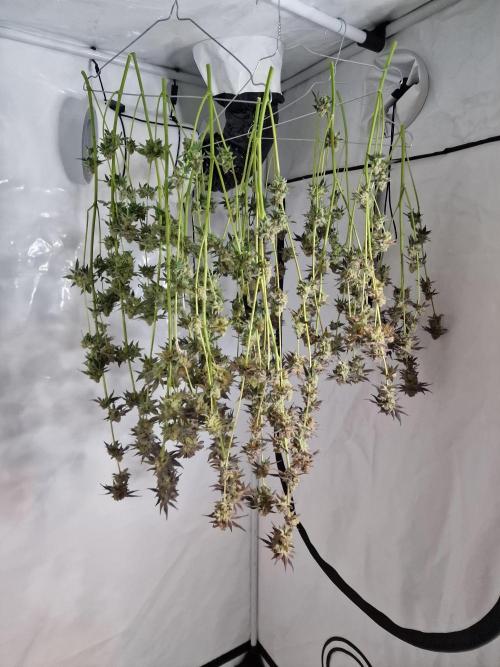 The Experiment. Week 17