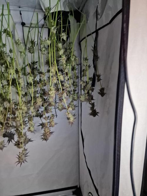 The Experiment. Week 17