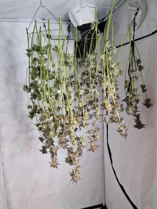 The Experiment. Week 17