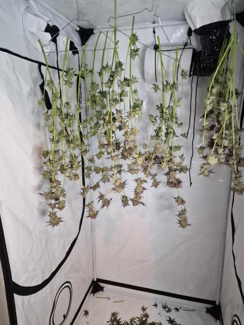 The Experiment. Week 17