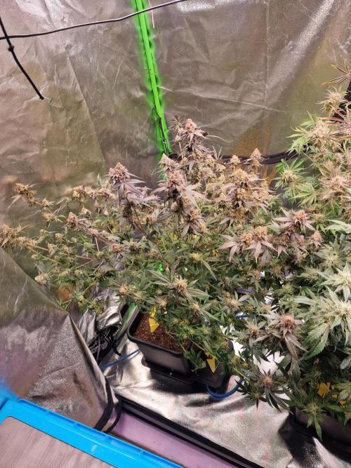 The Experiment. Week 17