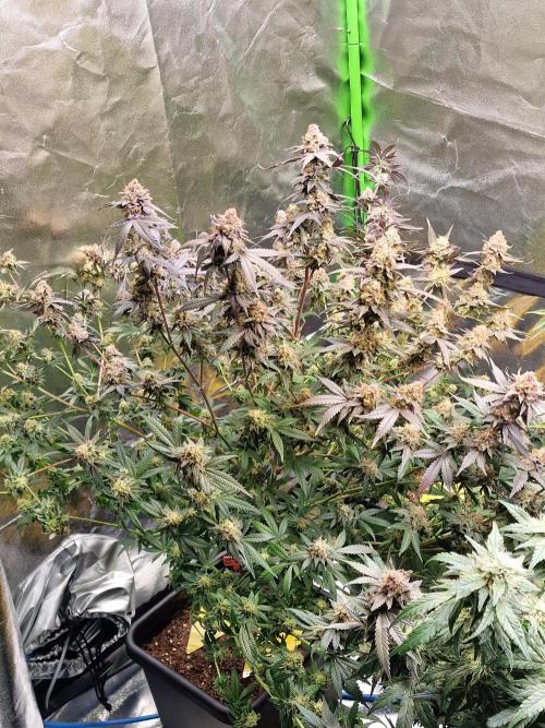 The Experiment. Week 17