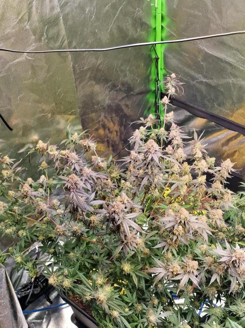 The Experiment. Week 17