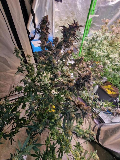 The Experiment. Week 17