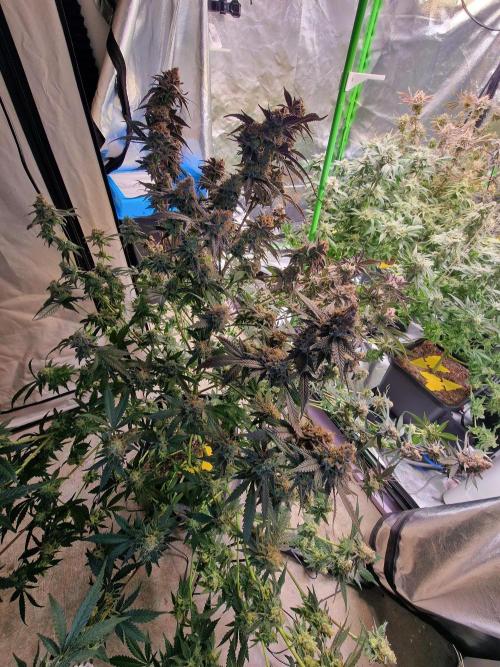 The Experiment. Week 17