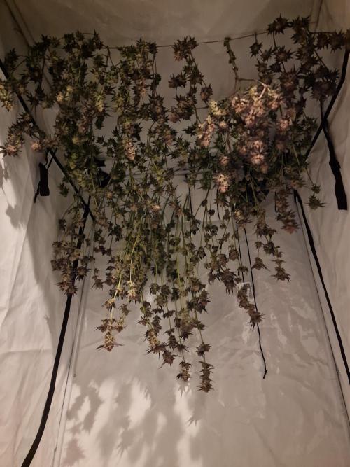 The Experiment. Week 17