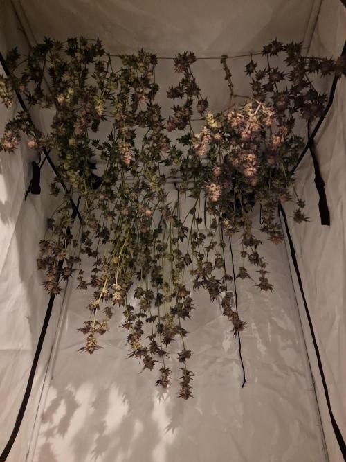 The Experiment. Week 17