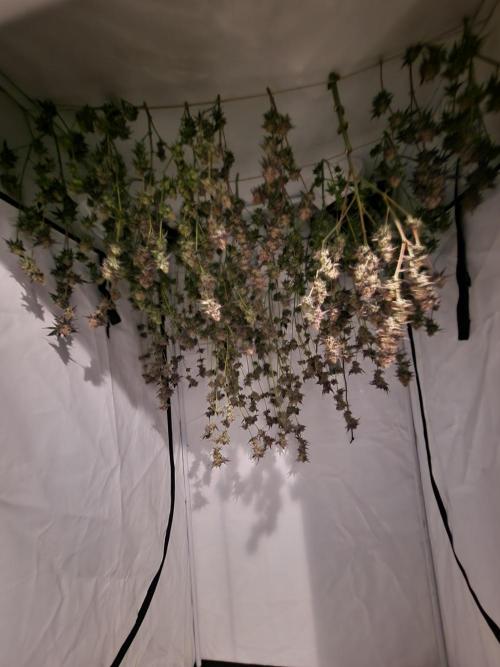 The Experiment. Week 17