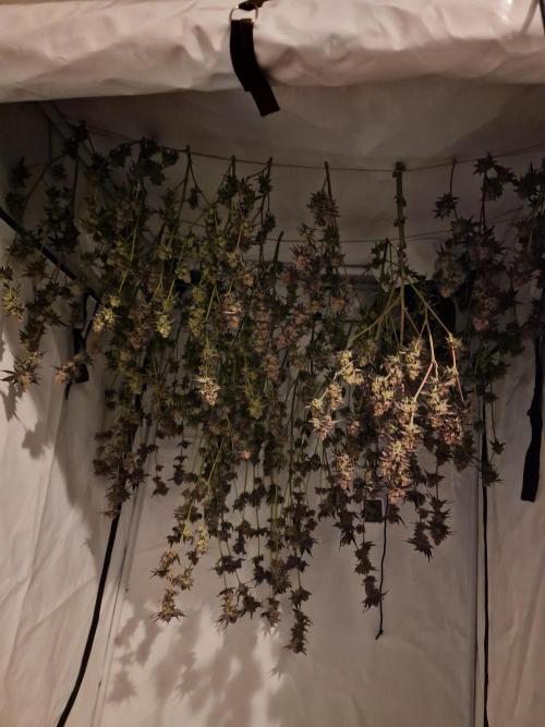 The Experiment. Week 17