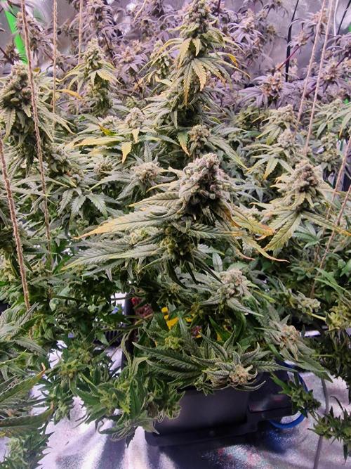 The Experiment. Week 17