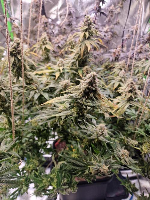 The Experiment. Week 17