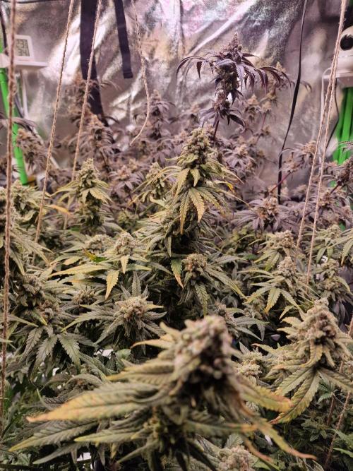 The Experiment. Week 17