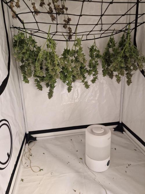 The Experiment. Week 17