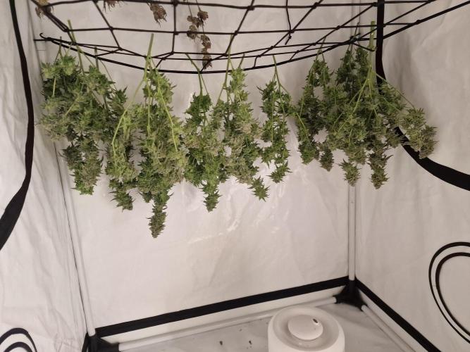 The Experiment. Week 17