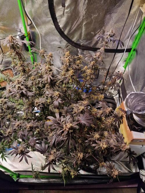 The Experiment. Week 17