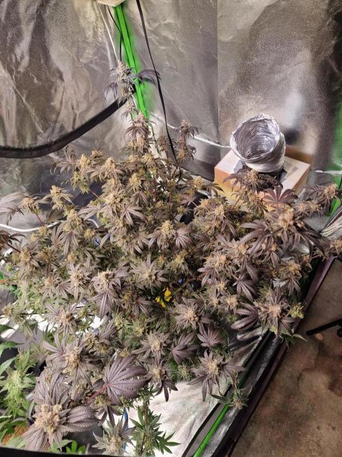 The Experiment. Week 17