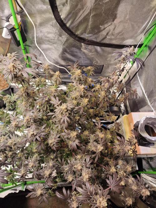 The Experiment. Week 17