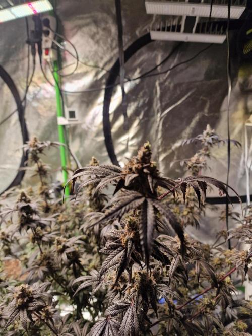 The Experiment. Week 17