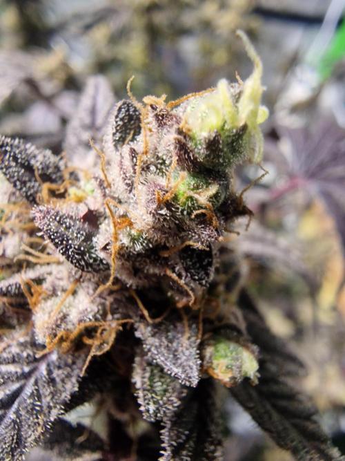 The Experiment. Week 17