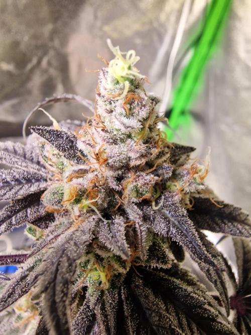 The Experiment. Week 17