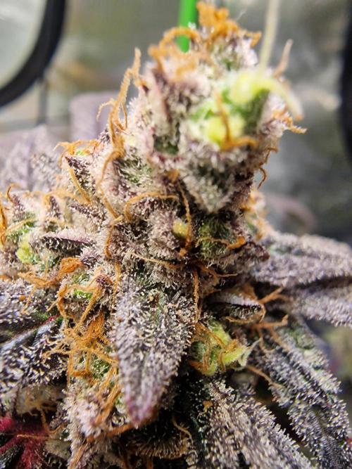 The Experiment. Week 17