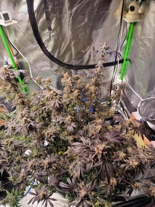 The Experiment. Week 17